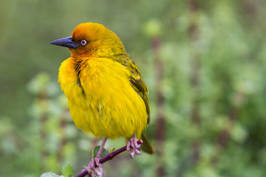Bright Bird, Addo Elephant National Park