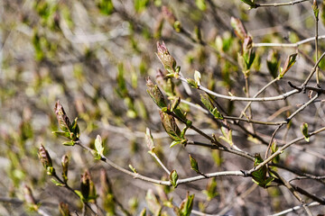 Young leaves bloom from buds on trees in spring
