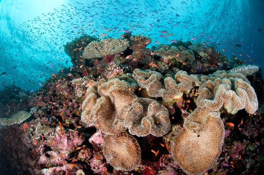 Fiji reef scene with soft corals, and schools of anthias.