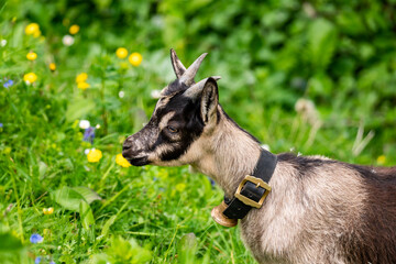 Ziegen im Gadental bei Bad Rothenbrunnen im Grossen Walsertal. auf der Gadenalpe sind die bunten Ziegen den Sommer hindurch. junge Ziegen fressen Gras.