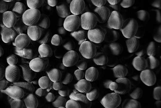 Black & white detail of bubble coral polyps in the Solomon Islands.