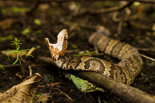 A Water Moccasin (Agkistrodon piscivorus) in a defensive display in Big Cypress National Preserve.