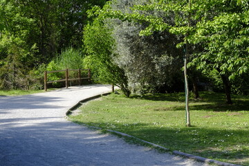 Country Road in spring