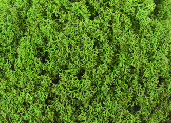 Texture o f green stabilized moss for background