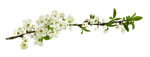 Spring flowers, buds and small green leaves on twig of berry tree isolated on white
