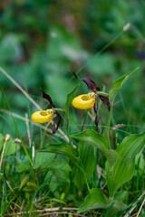 gelb rote Orchidee, Frauenschuh im Gebüsch auf dem Weg zur Gadenalpe bei Bad Rothenbrunnen im Grossen Walsertal. wunderbare, seltene Blumen im Frühling. 