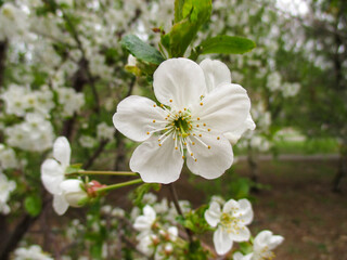 Apple tree flower in the center close-up in focus on the background blurred background of trees in the city in spring. Green leaves and white petals. 