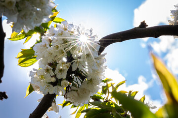 Sun shines through the blossom of a cherry tree