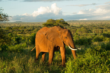 A wild African elephant grazing at sunset at Tarangire National Park in Tanzania