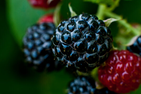 Macro of Black Berries, IA