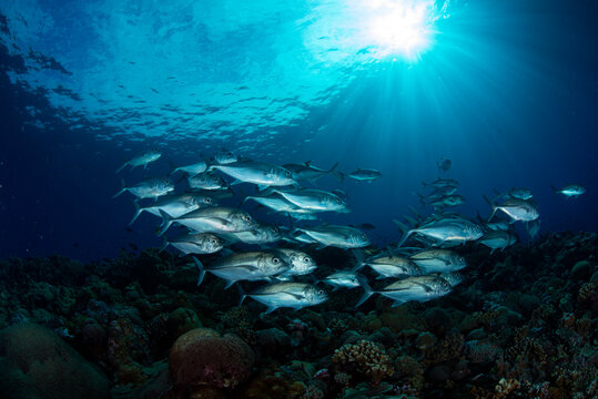 A school of jack in the sunlight on the reefs of the Solomon Islands.