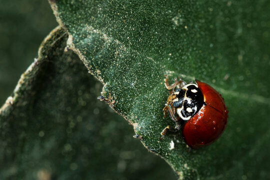 A macro photograph of a ladybug with dew drops on leaf.