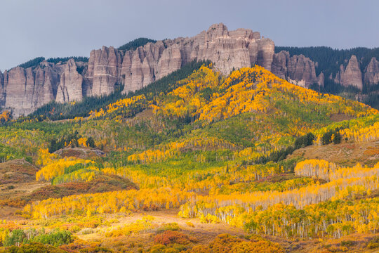 The changing fall aspens beneath South Cimarron Ridge outside of Ridgway, Colorado.