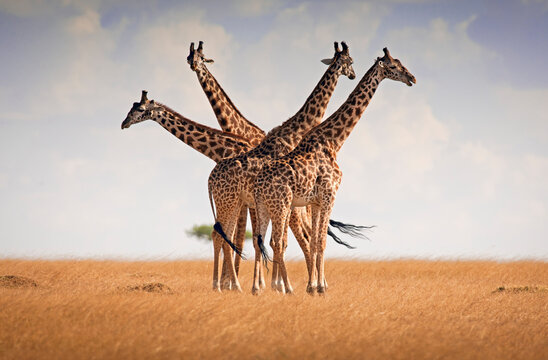 Four giraffes briefly come together on the plains of the Masai Mara, Kenya.