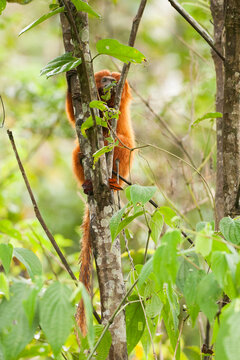 Brazil, Brasil. A wild golden lion tamarin, Leontopithecus rosalia. Porras das Antas Biological Reserve.
