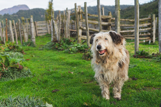 perrita blanca de campo