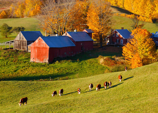 Jenne Farm, Reading VT: Fall morning at quaint new England farm with cattle grazing on hill in foreground