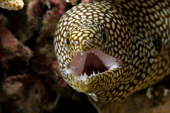 A Whitemouth moray eel.