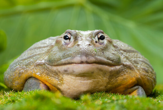 Captive African bullfrog, Pyxicephalus adspersus. Range: eastern and southern Africa.