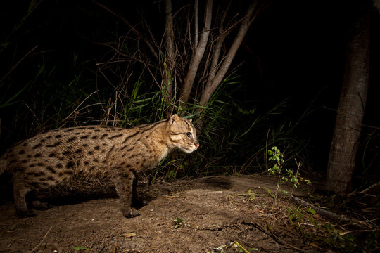 Rip Ear, a wild male fishing cat (Prion Ailurus viverrinus), triggers a camera trap hidden on a fish farm in Sam Roi Yod, Thailand.