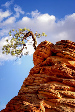 A lone tree amidst the rocky canyons of Zion National Park.