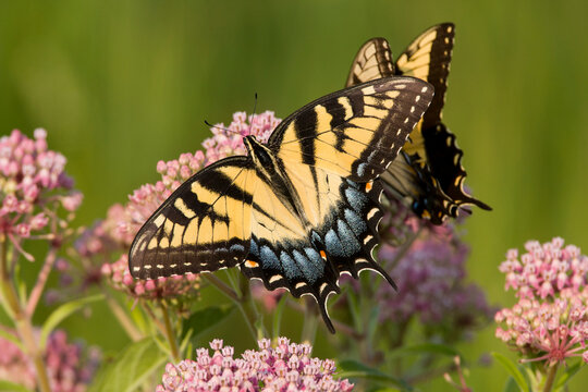Two Eastern Tiger Swallowtails (Papilio glaucus) feeds on milkweed (Asclepias sp.) in a Virginia wetland.
