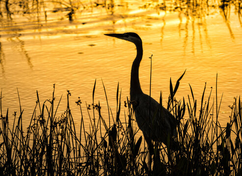 Great Blue Heron silhouetted against a golden sunrise in a wetland in Florida - Powered by Adobe