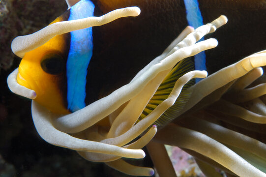 An Orange Finned Anemonefish In The Current.