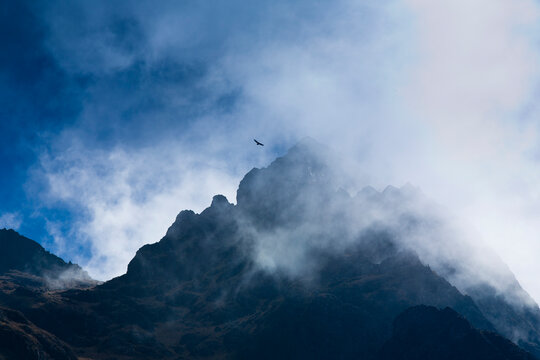Andean Condors (Vultur gryphus) soar above the rugged peaks of Bolivia's Cordillera Real of the Andes.