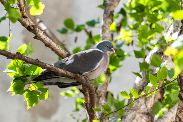 Wood pigeon, turtledove sleeping in a birch tree
