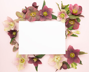 Hellebore blooms around blank stationery card