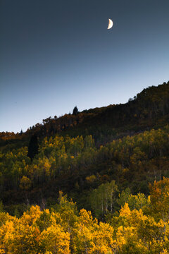 Moonlight and streaks of light upon golden aspen leaves during a crescent moon.