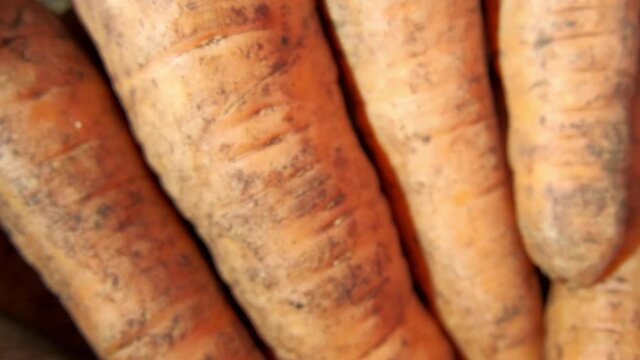 dirty carrots in a bag in the sun. top view. approximation