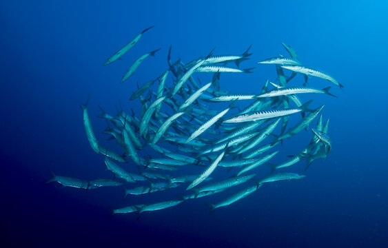 A school of barracuda circles in the current.