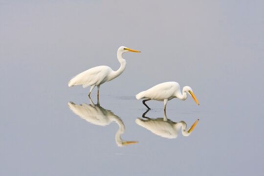 Two Great Egret (Casmerodius albus) looking for food on water. Laem Pak Bia. Petchaburi province. Thailand.
