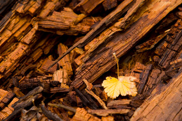 Changing leaves and fall colors after a rain storm in Independence Pass near Aspen, Colorado