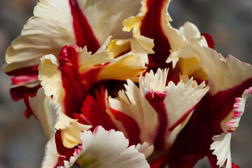 Close-up cup-shaped fabulous inflorescence of yellow tulip with red stripes