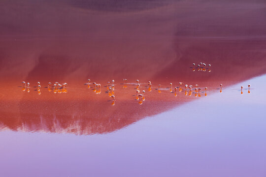 Pink flamingos forage for small crustaceans and microorganisms in Laguna Colorada deep in southwestern Bolivia's Sud Lipez region.