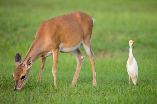 A Key Deer (Odocoileus virginianus clavium) and a Cattle Egret (Bubulcus ibis) in Big Pine Key, Florida.