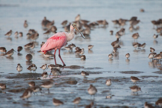 Shorebirds and roseate spoonbills forage in Lake Ingram in Everglades National Park, Florida.