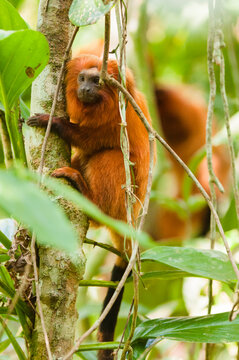 Brazil, Brasil. A wild golden lion tamarin, Leontopithecus rosalia. Porras das Antas Biological Reserve.