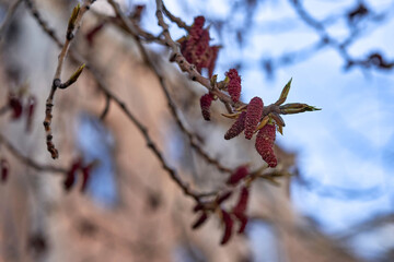 Young leaves bloom from buds on trees in spring