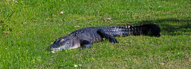 Alligator resting in grassy meadow.