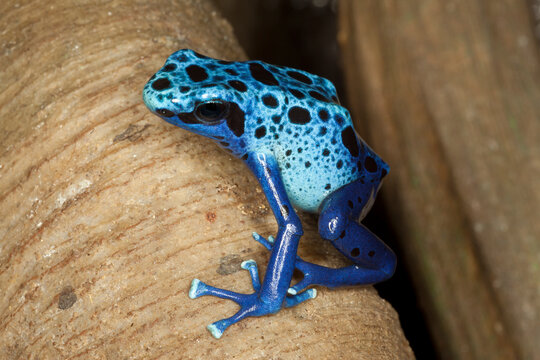 A poison dart frog sitting on a bare tree branch. Captive.