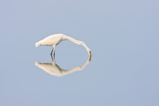 Great Egret (Casmerodius albus) fishing with bill on water. Laem Pak Bia. Petchaburi province. Thailand.