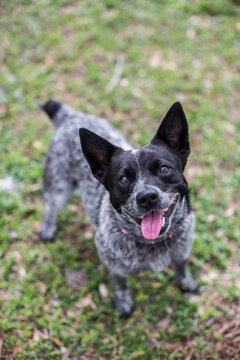 Portrait of an Australian Cattle Dog looking at the camera.