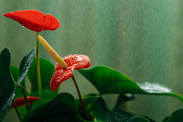 Watering the indoor Anthurium plant. In the background, water droplets are falling and creating a noise effect. High quality photo