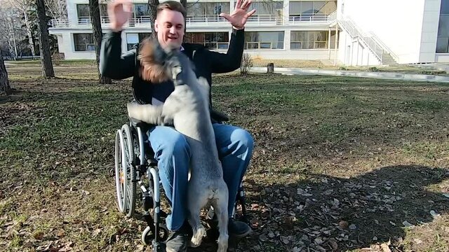 A disabled man on a walk plays with a dog, therapeutic therapy with the help of dog training. A person in a wheelchair in the fresh air