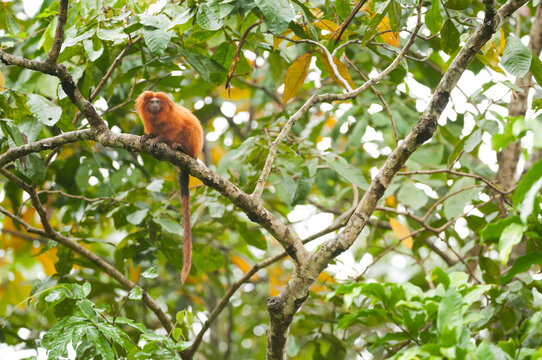 Brazil, Brasil. A wild golden lion tamarin, Leontopithecus rosalia. Porras das Antas Biological Reserve.