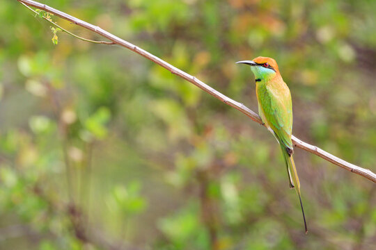Little Green Bee-eater (Merops orientalis) perched on branch. Petchaburi province. Thailand.